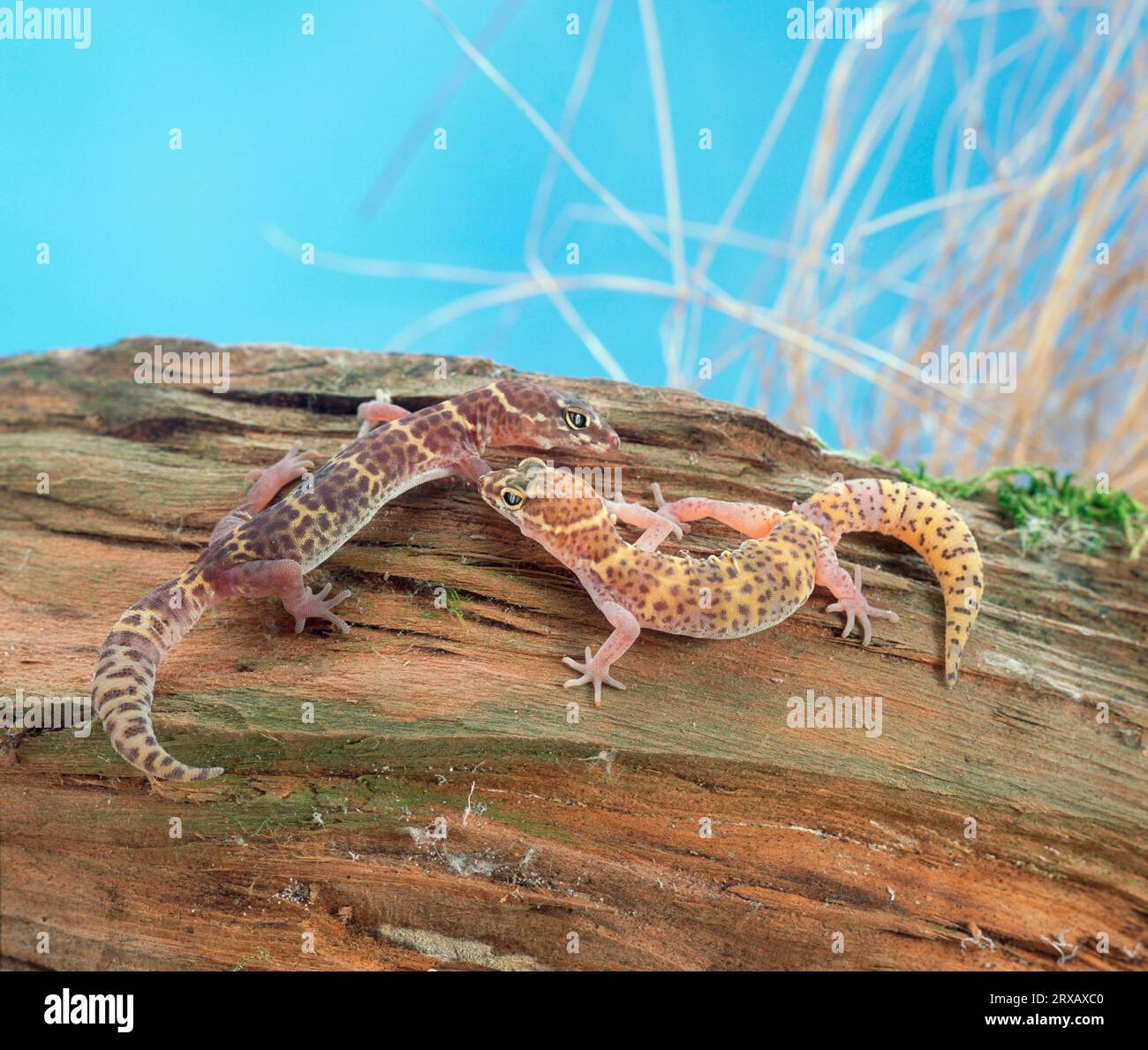 Young leopard geckos (Eublepharis macularis Stock Photo - Alamy