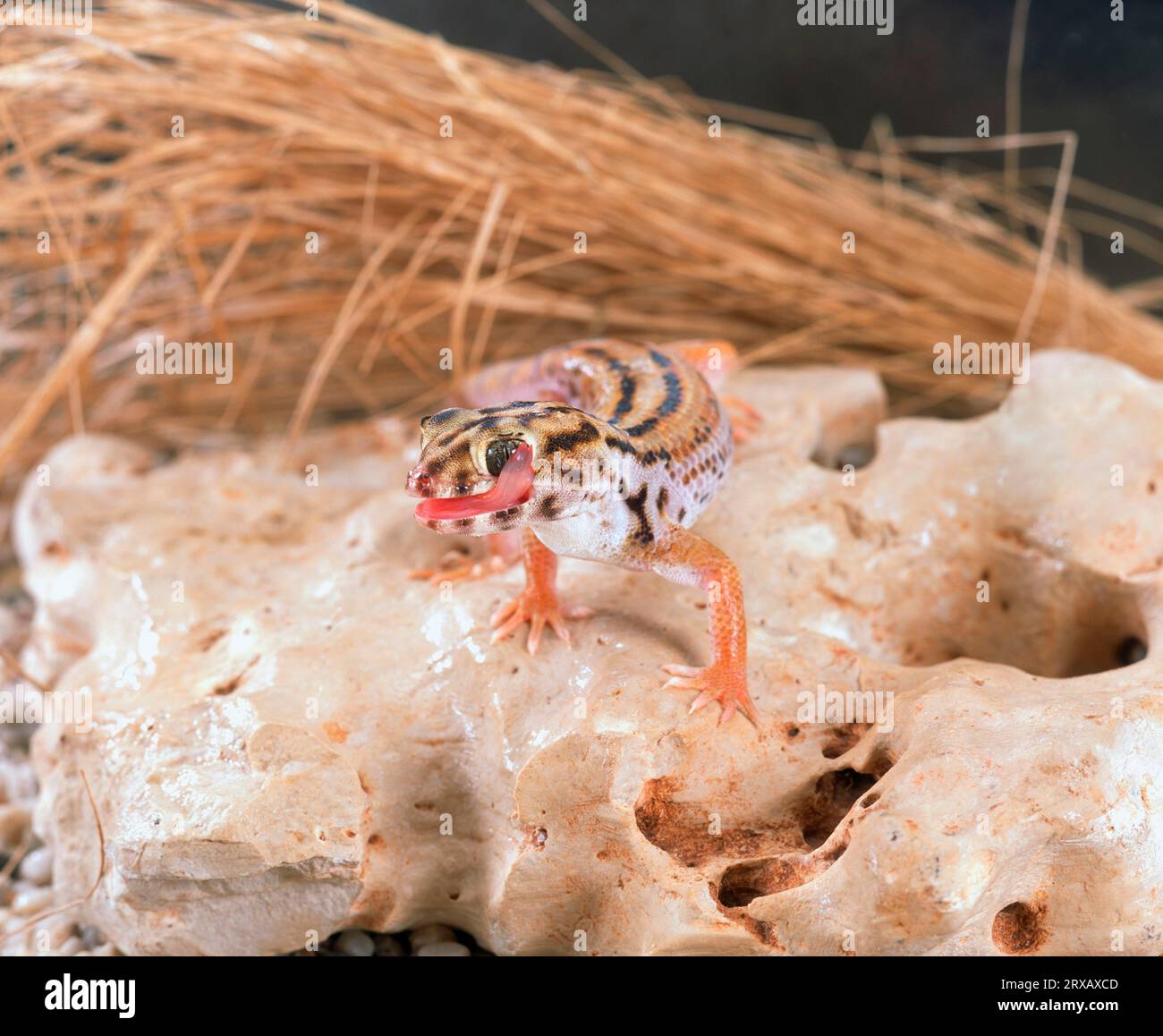 Wonder gecko licking its eye (Teratoscincus scincus keyserlingii), giant frog-eyed gecko Stock Photo