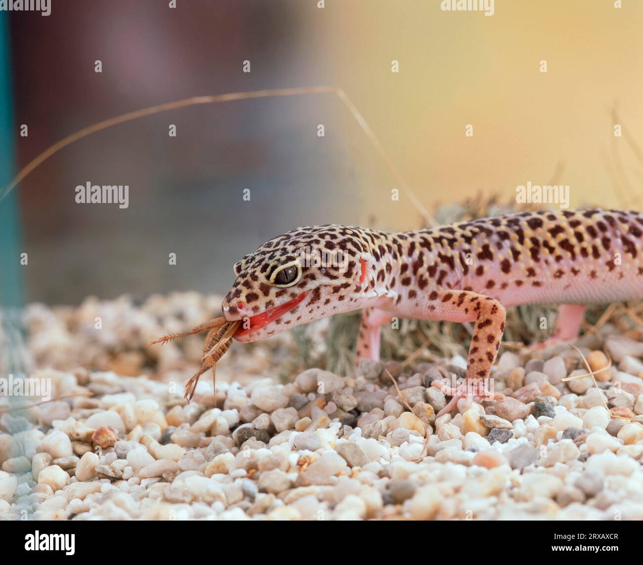 Leopard Geckos eating insect (Eublepharis macularis Stock Photo Alamy
