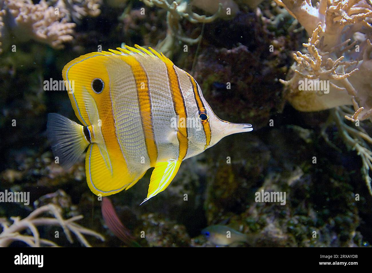 Copperband Butterflyfish (Chelmon rostratus) Stock Photo