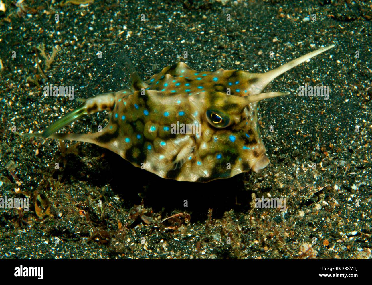 Longhorn trunkfish, Cowfish, Horned cow trunkfish (Lactoria cornuta), Indonesia Stock Photo