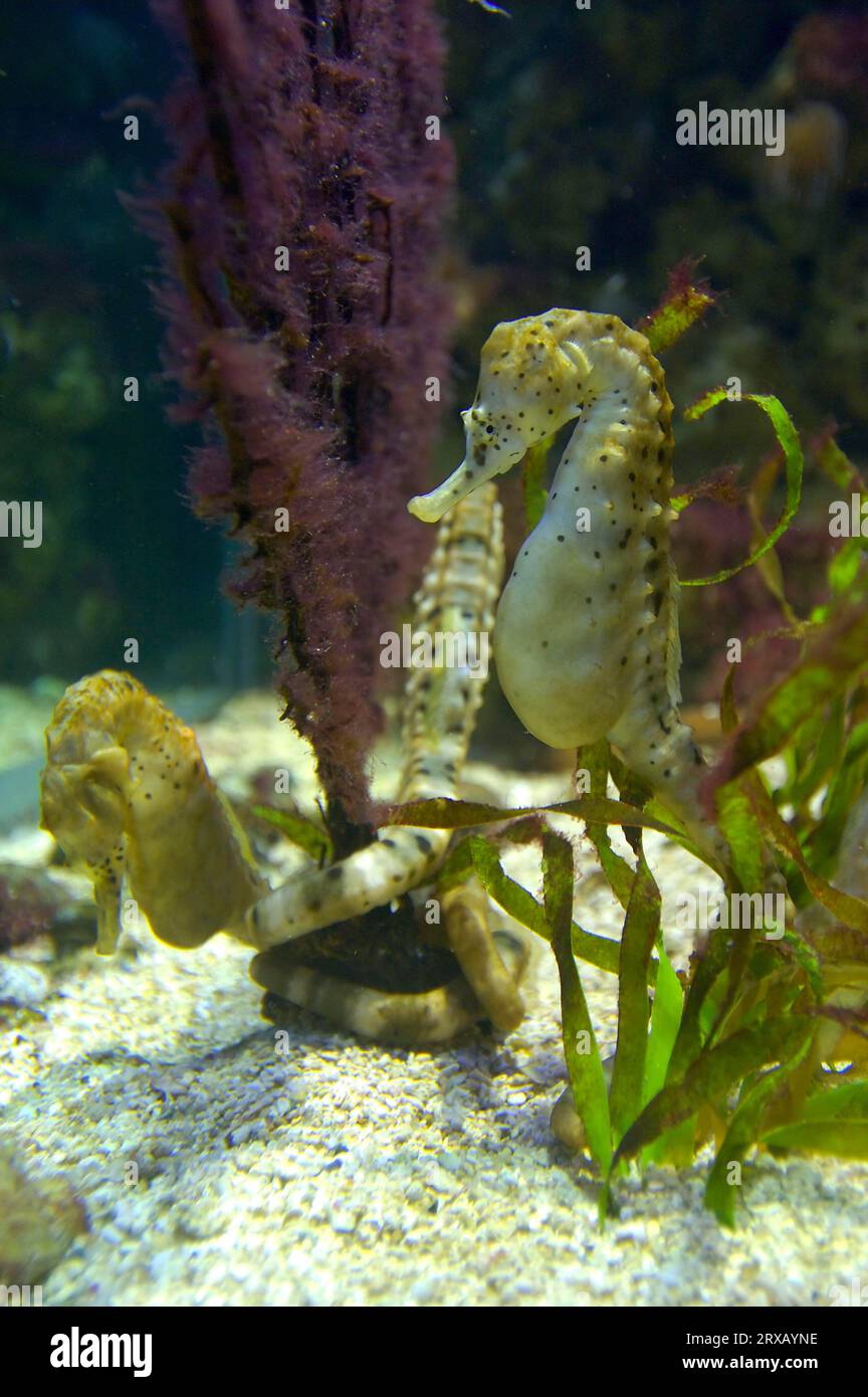 Big-belly seahorse (Hippocampus abdominalis) Stock Photo