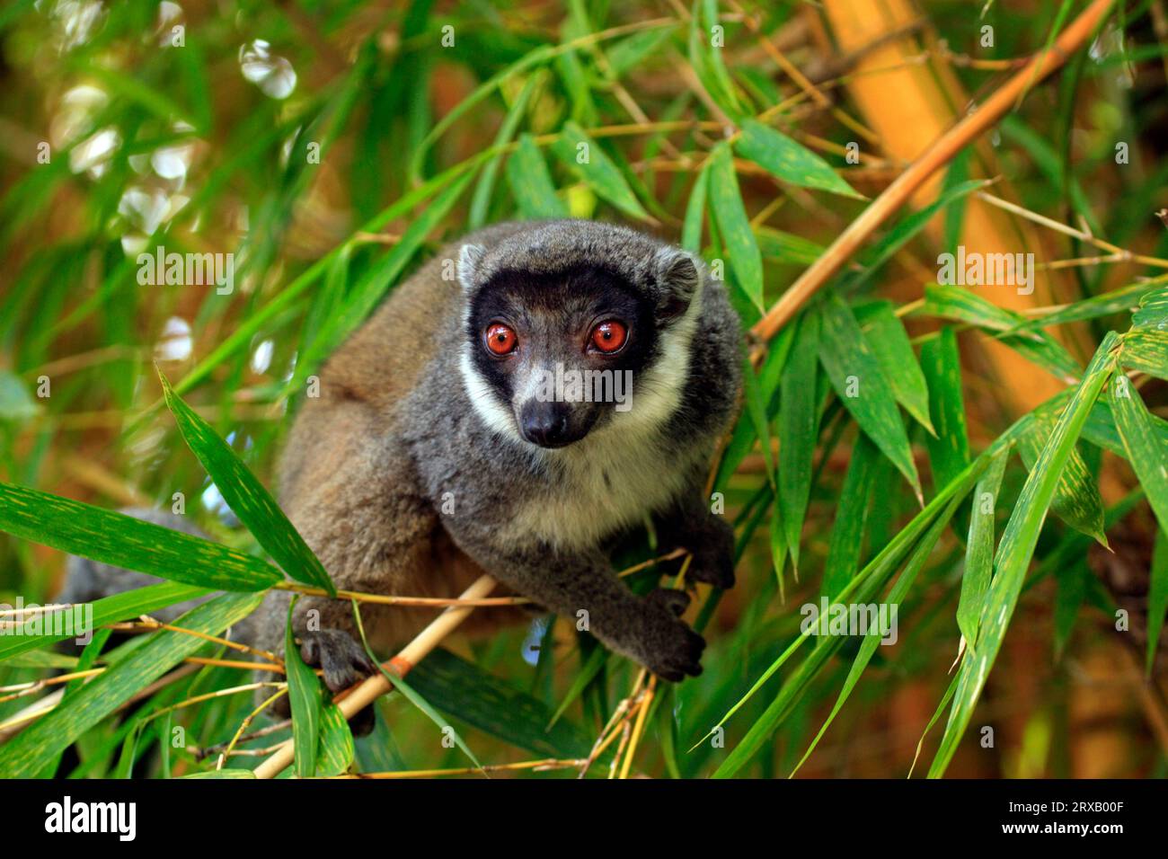 Mongoose Lemur (Lemur mongoz), male, Madagascar Stock Photo