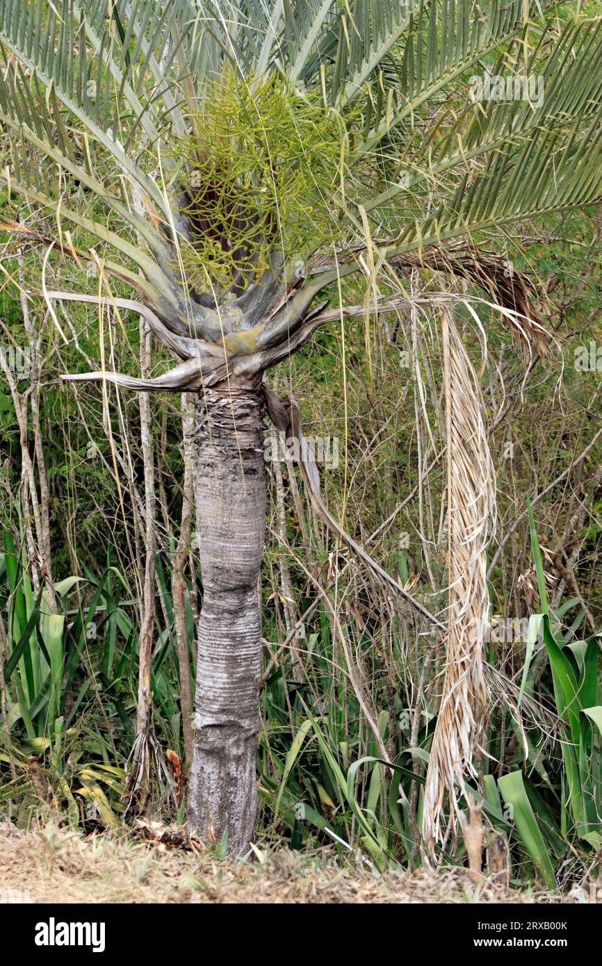 Raffia palm (Raphia farinifera), Madagascar Stock Photo