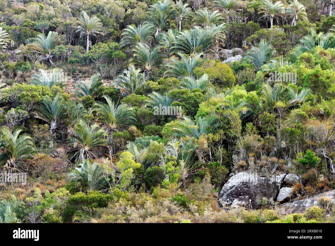 Forest with Raffia palms (Raphia farinifera), Madagascar Stock Photo