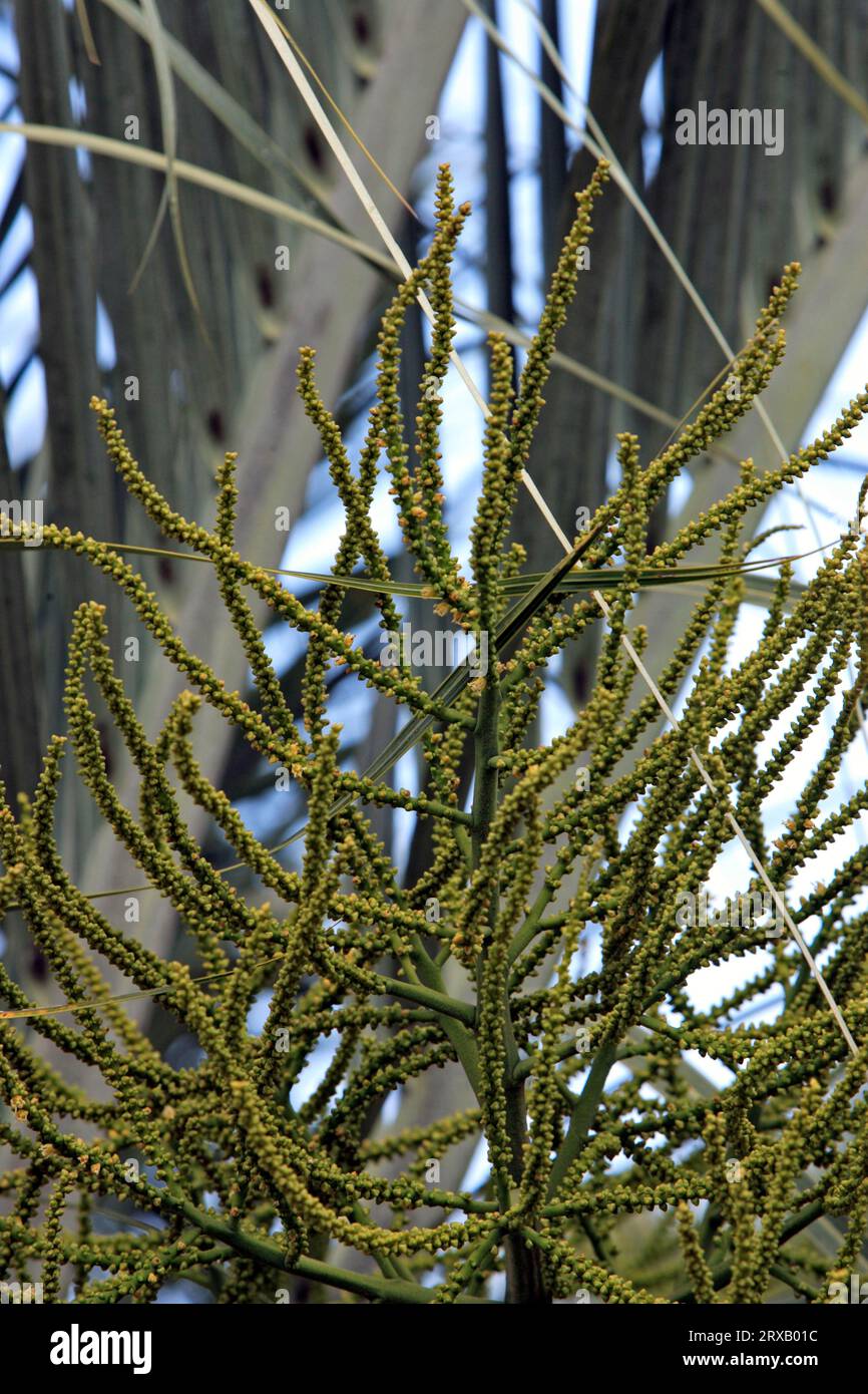 Raffia Palm, Madagascar (Raphia farinifera), Raffia palm, inflorescence, Madagascar Stock Photo