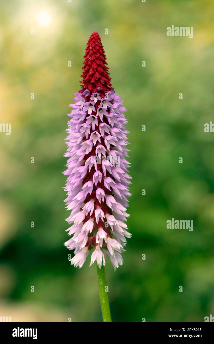 Orchid primrose (Primula vialii Stock Photo - Alamy