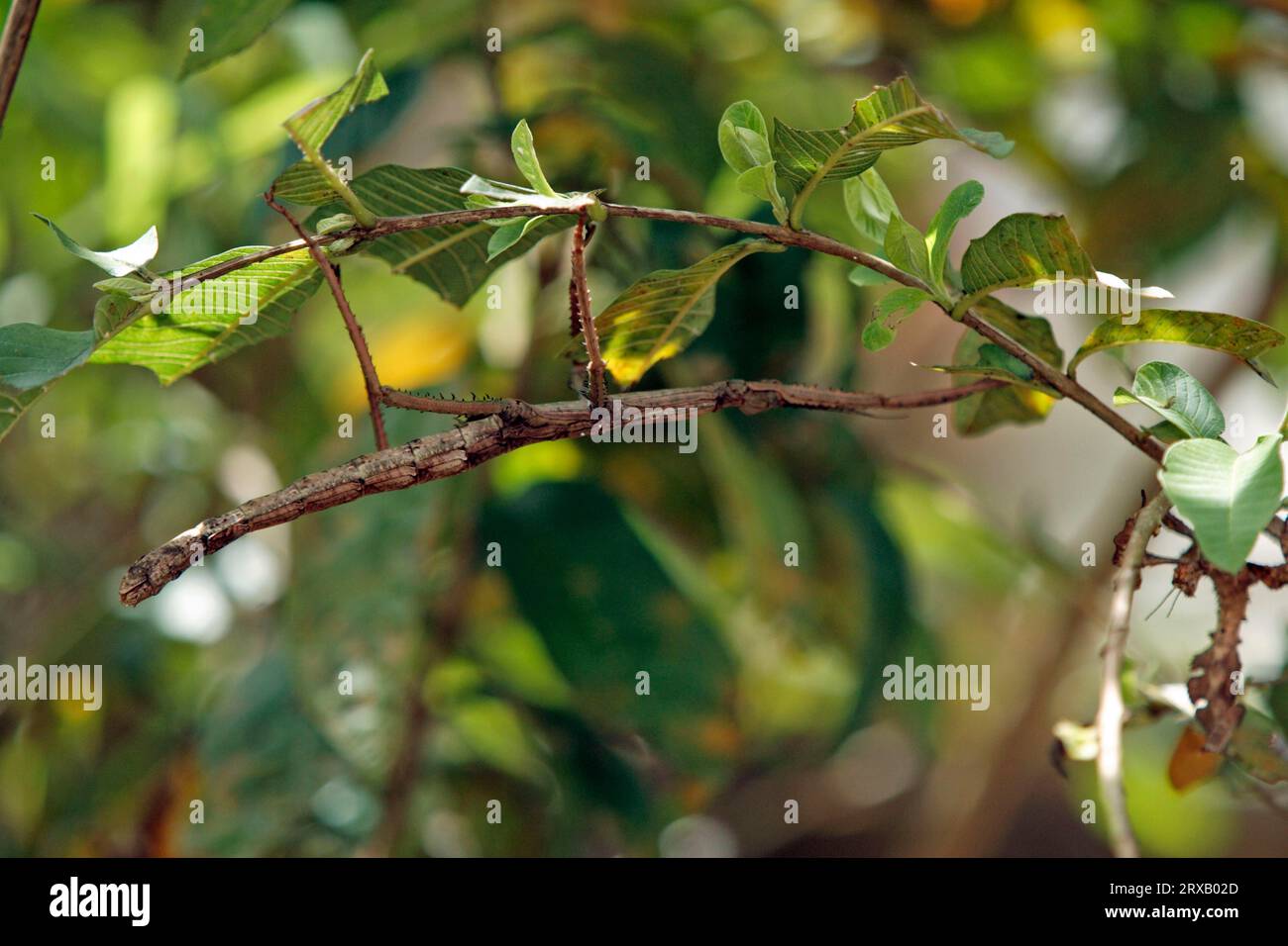 Madagascar achrioptera hi-res stock photography and images - Alamy
