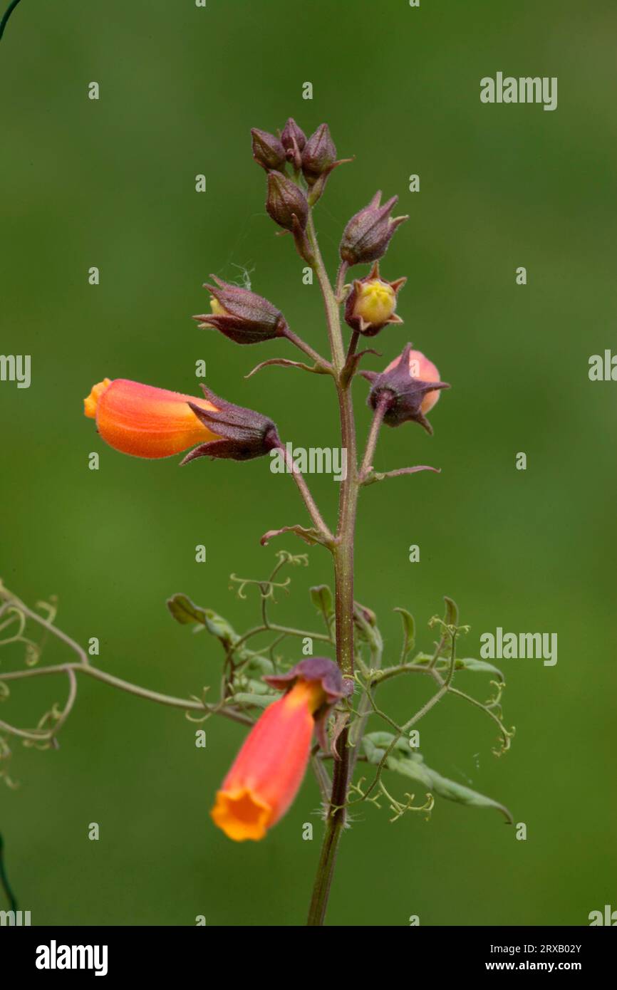 Glory Flower (Eccremocarpus scaper), flowering vine, blossom Stock Photo