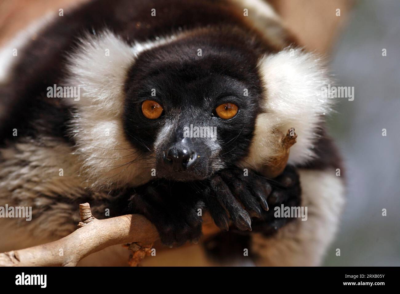 Black And White Ruffed Lemur Madagascar Varecia Variegata Variegata 
