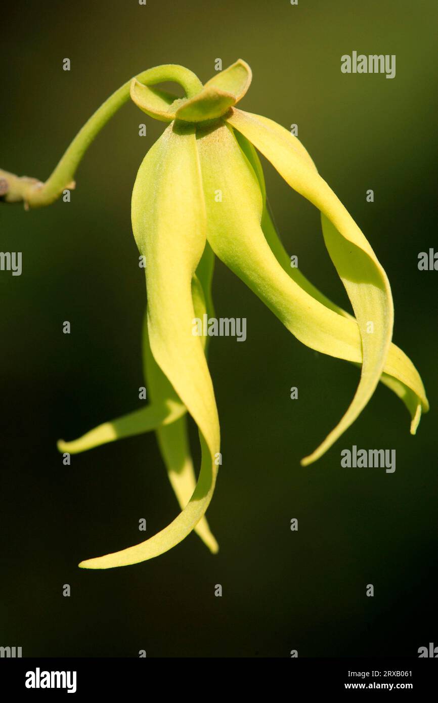 Seksi oral seks film