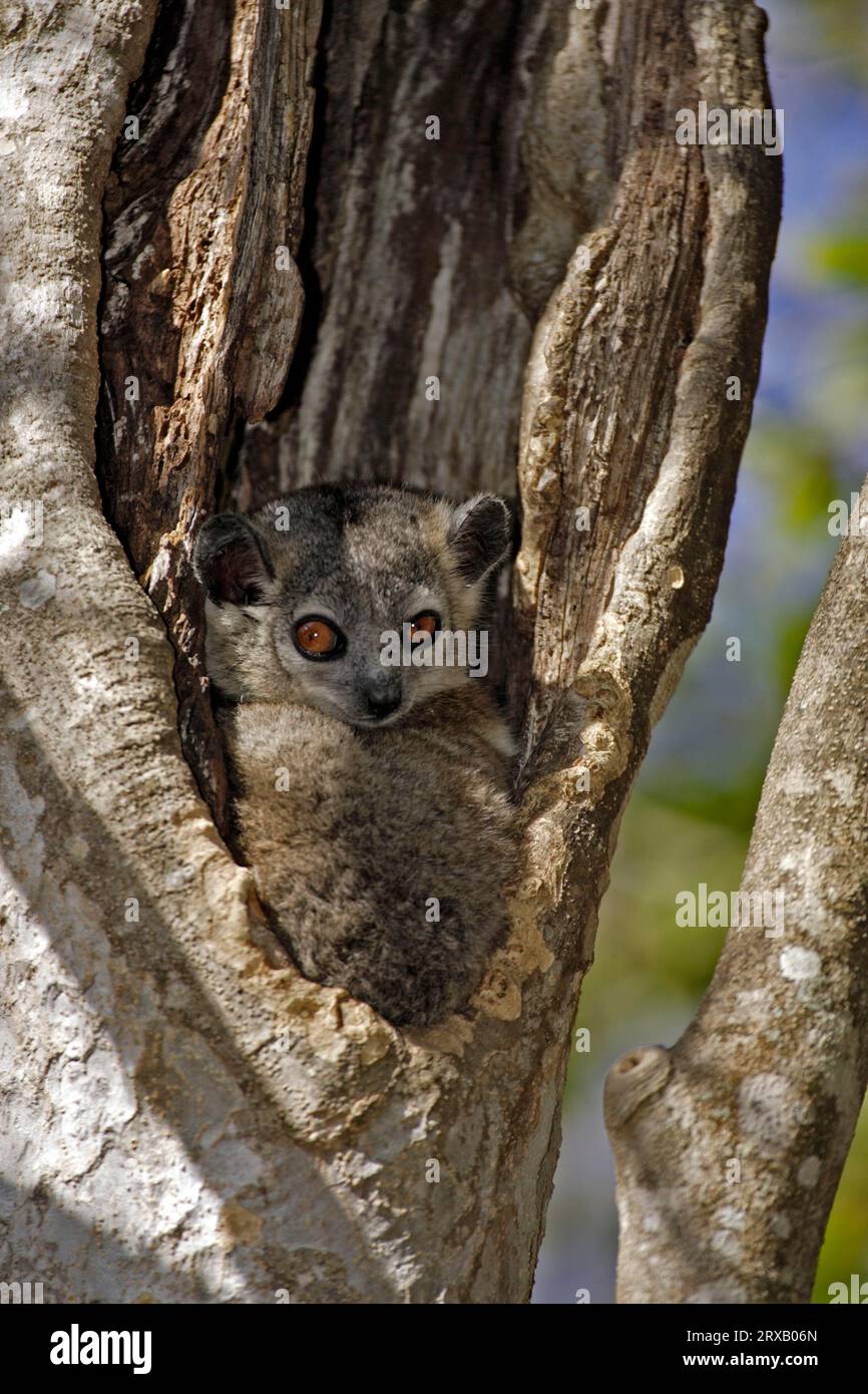 Small-toothed Sportive Lemur (Lepilemur microdon), Berenty Private Reserve, Madagascar Stock Photo