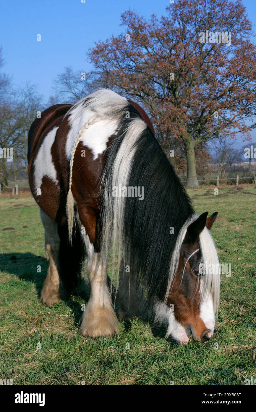 Irish tinker pony Stock Photo - Alamy