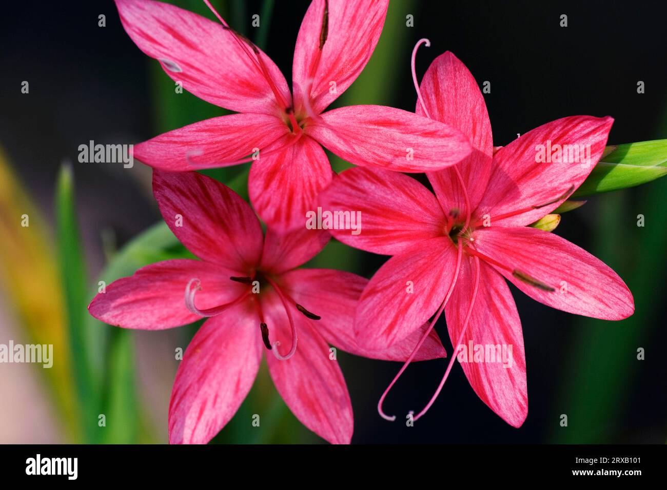 Kaffir Lily 'Major' (Schizostylis coccinea Stock Photo Alamy