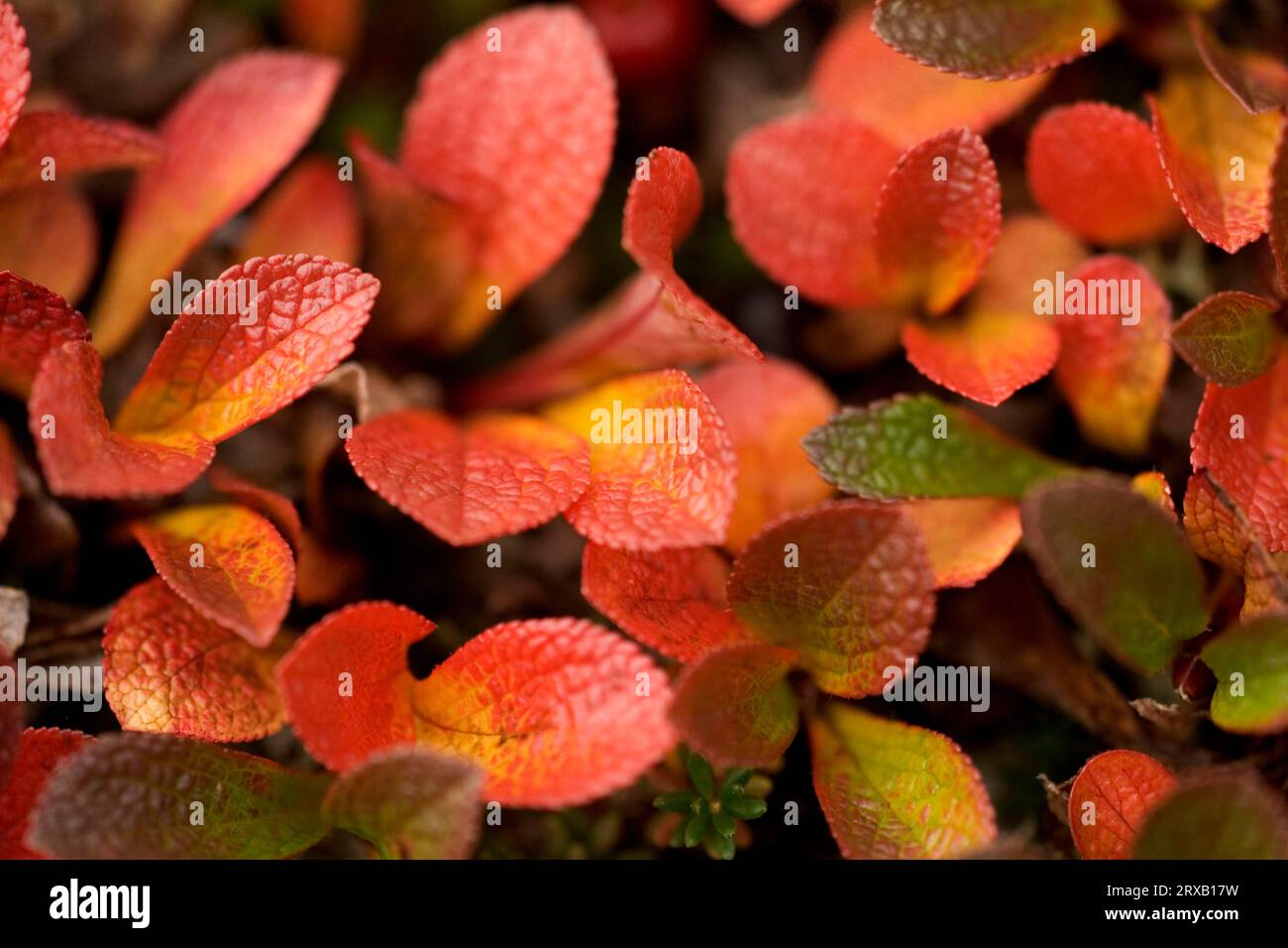 Alpine bearberry (Arctostaphylos alpina), Norway Stock Photo