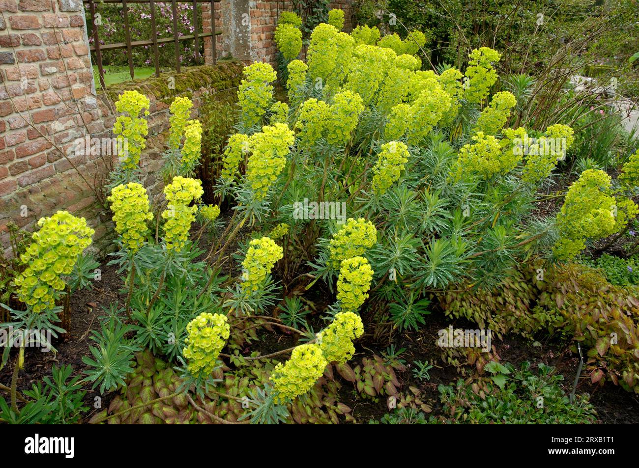 Spurge Lambrock Gold (Euphorbia characias wulfenii) Stock Photo