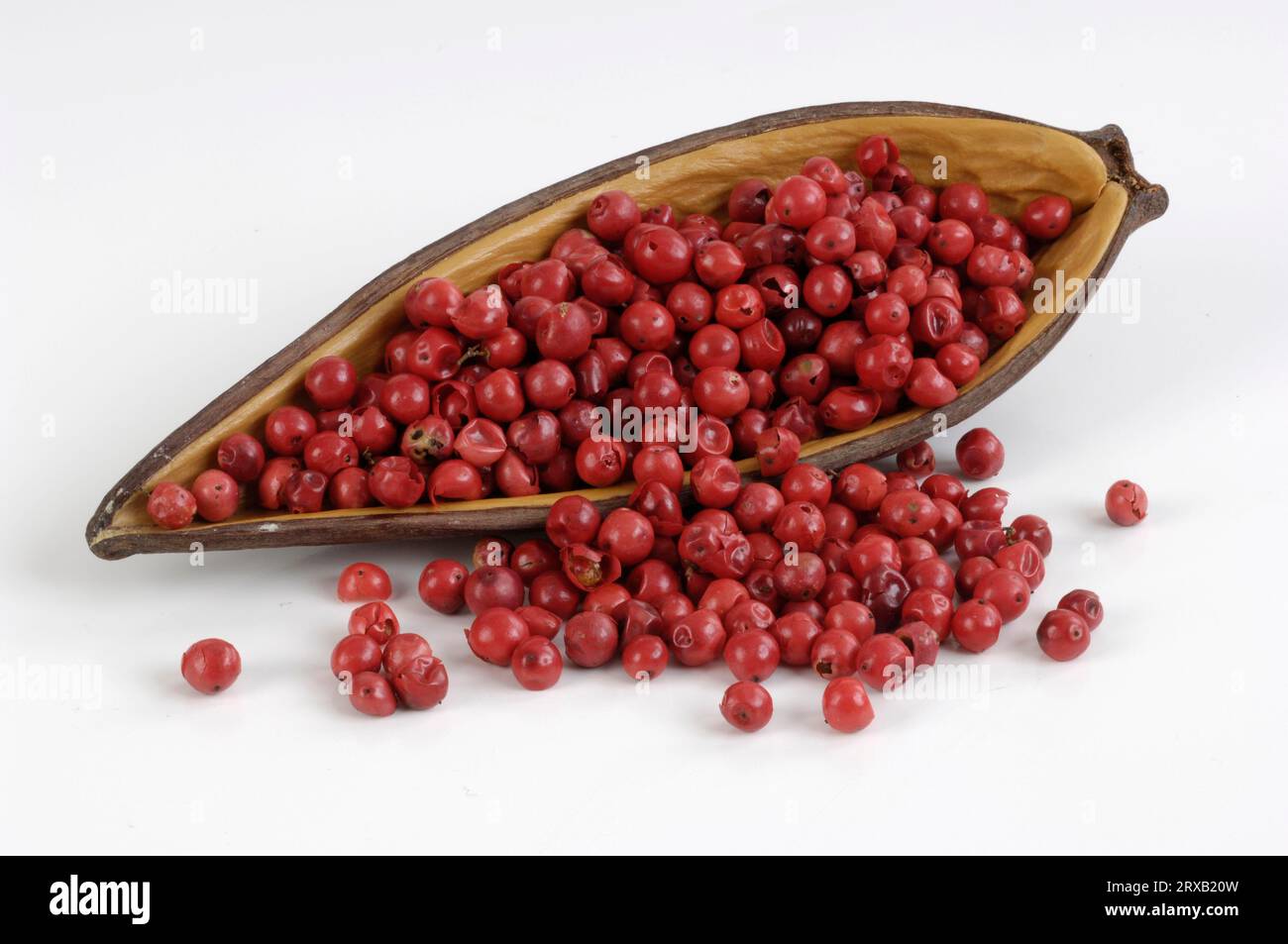 Pink pepper, Peppercorns, Brazilian Pepper Tree (Schinus terebinthifolius), Pepper Rose Stock