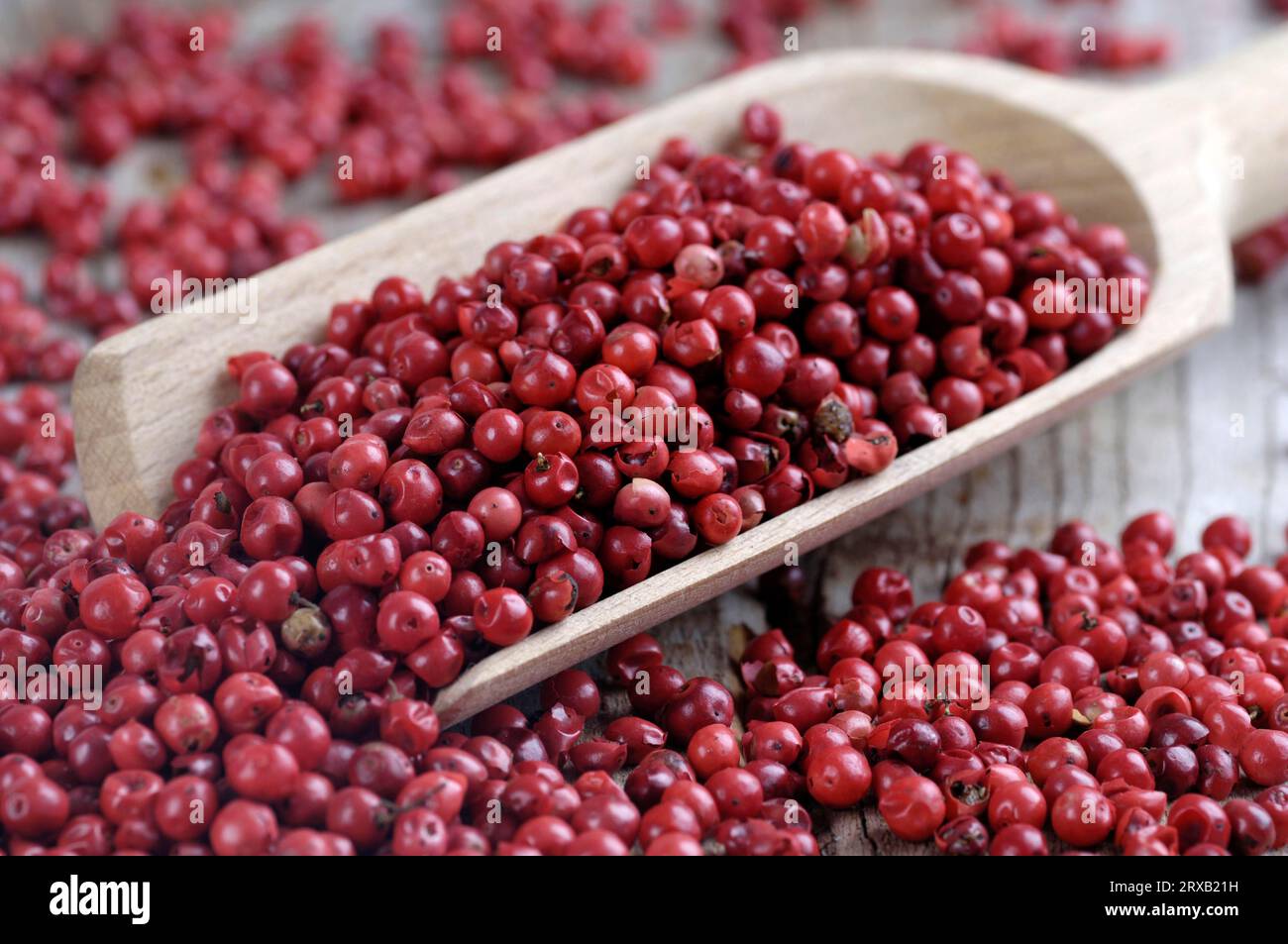 Pink pepper, Peppercorns, Brazilian Pepper Tree (Schinus terebinthifolius), Pepper Rose Stock