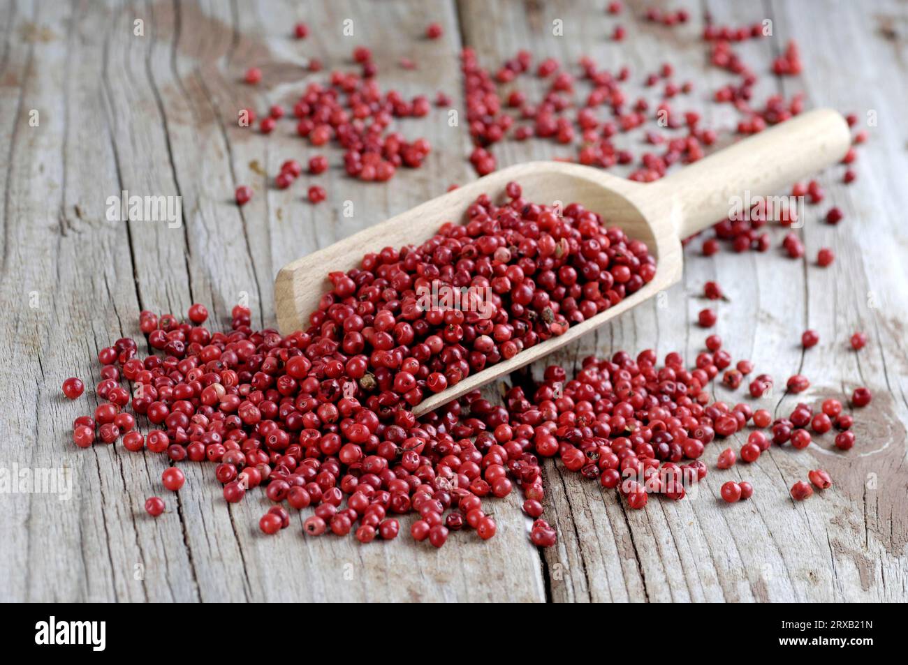 Pink pepper, Peppercorns, Brazilian Pepper Tree (Schinus terebinthifolius), Pepper Rose Stock