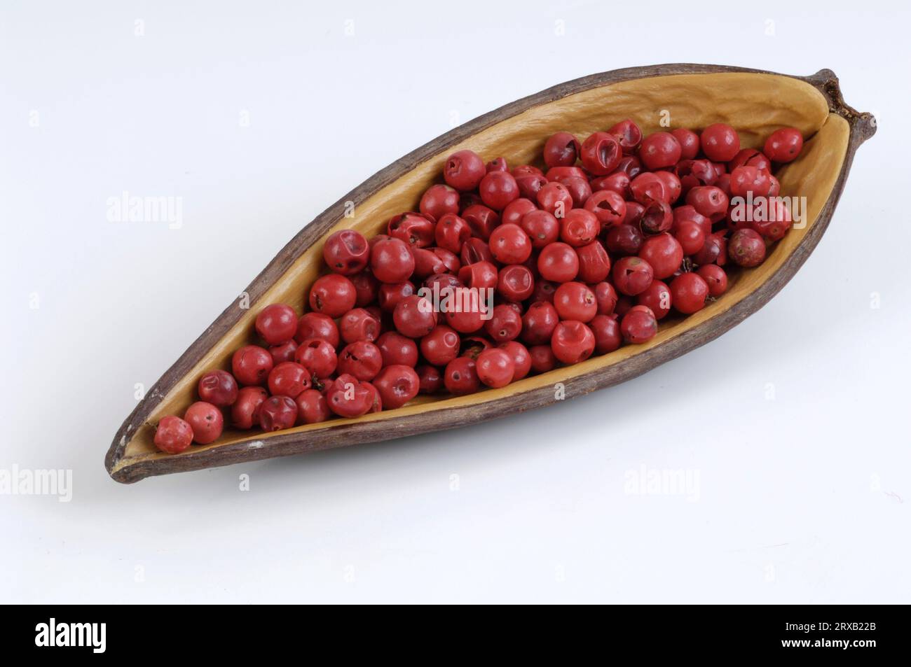 Pink pepper, Peppercorns, Brazilian Pepper Tree (Schinus terebinthifolius), Pepper Rose Stock