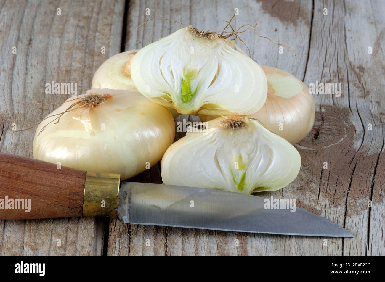 Onion inflorescence allium cepa hi-res stock photography and images - Alamy
