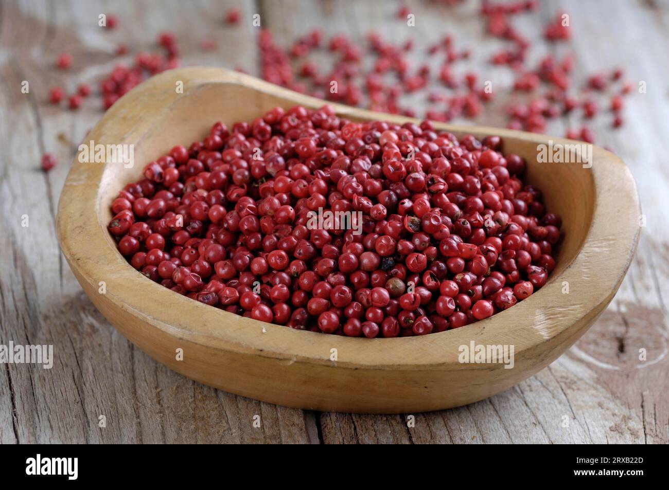 Pink pepper, Peppercorns, Brazilian Pepper Tree (Schinus terebinthifolius), Pepper Rose Stock