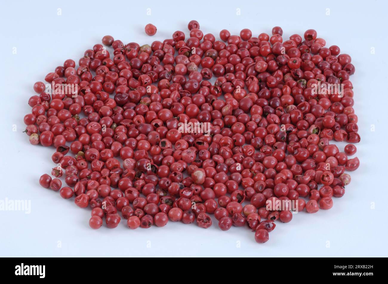 Pink pepper, Peppercorns, Brazilian Pepper Tree (Schinus terebinthifolius), Pepper Rose Stock