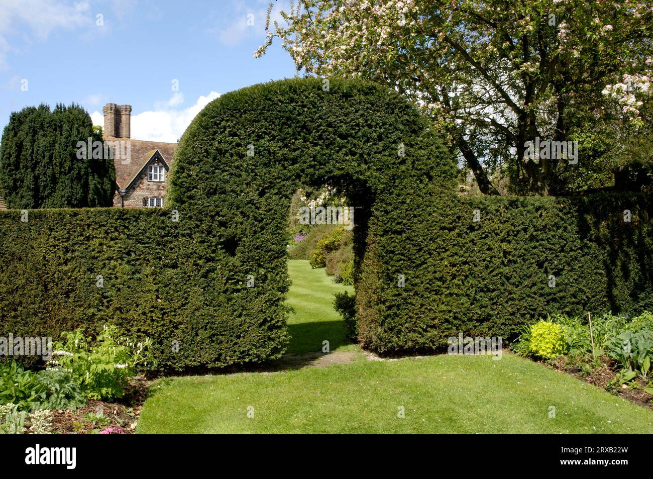 English yew (Taxus baccata), Great Dixter, England, topiary, topiary