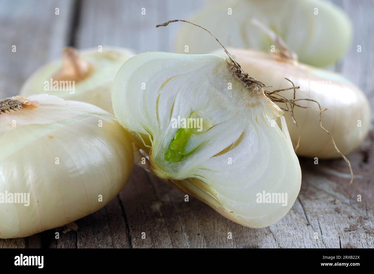 Onion inflorescence allium cepa hi-res stock photography and images - Alamy
