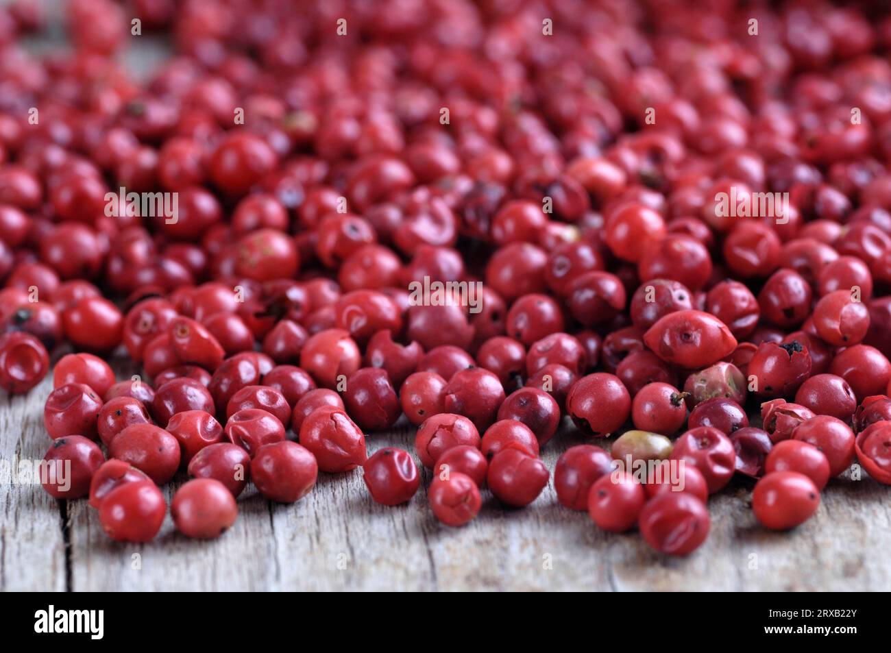 Pink pepper, Peppercorns, Brazilian Pepper Tree (Schinus terebinthifolius), Pepper Rose Stock