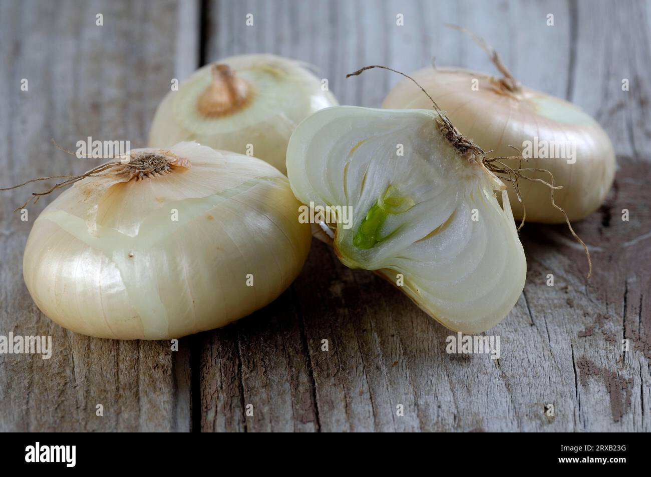 Onion inflorescence allium cepa hi-res stock photography and images - Alamy