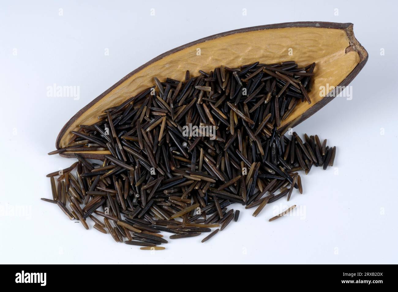 Wild rice (Zizania palustris) Stock Photo