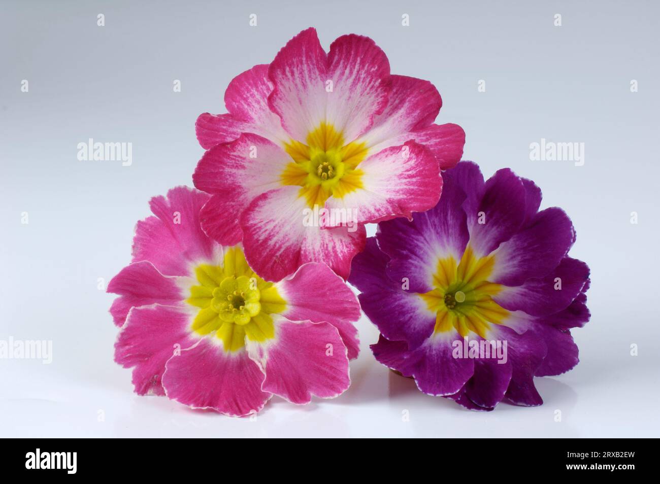 Primrose (Primula vulgaris) Cushion primrose, Primrose Stock Photo