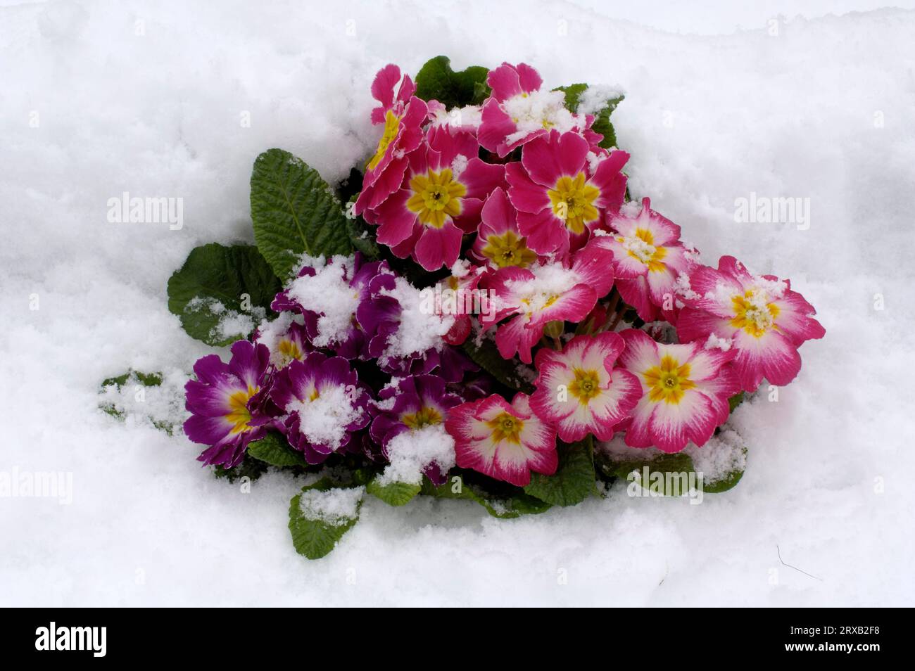 Primrose (Primula vulgaris) in the snow, primrose, cushion primrose Stock Photo