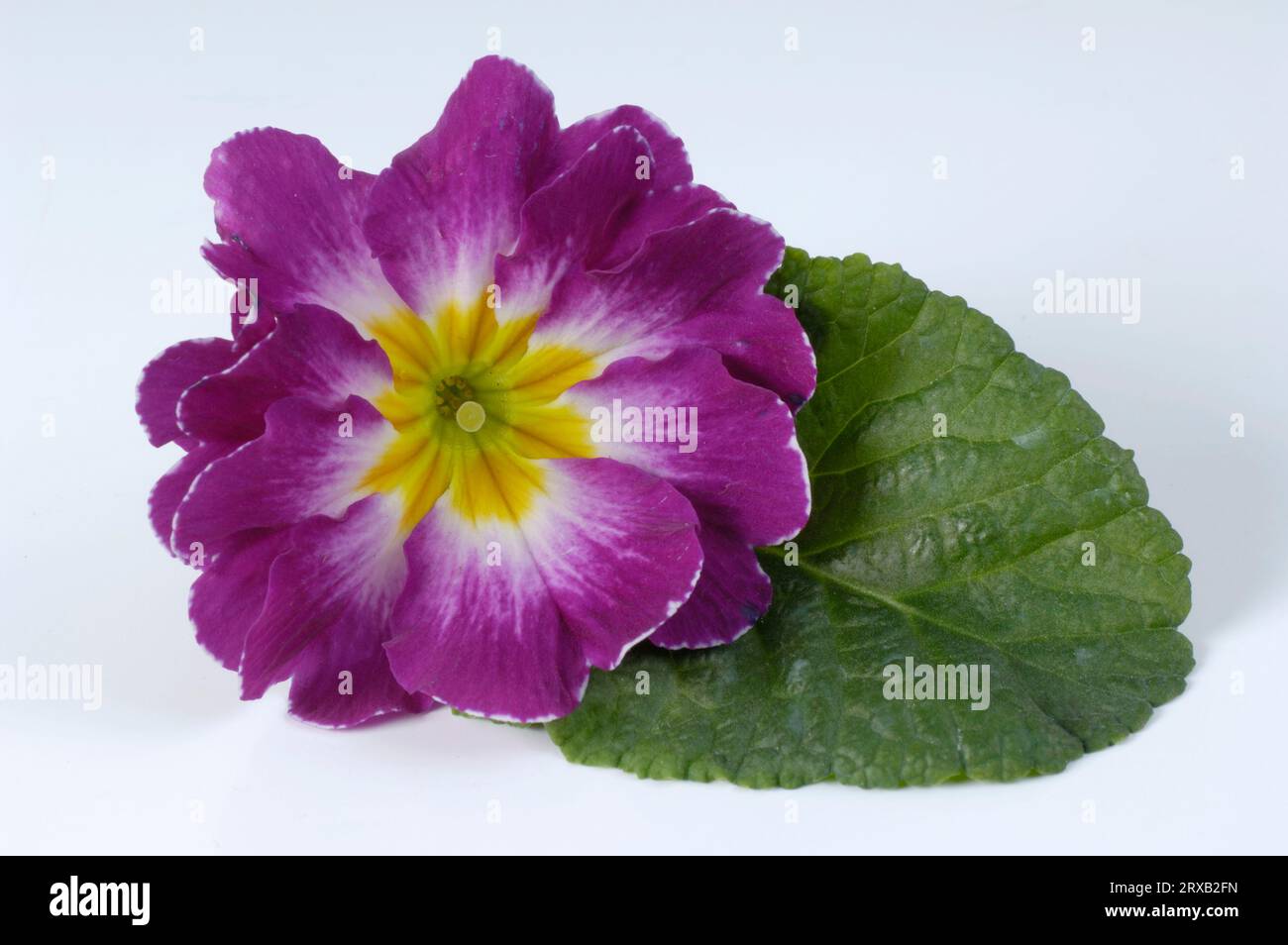 Primrose (Primula vulgaris), cushion primrose, primrose Stock Photo