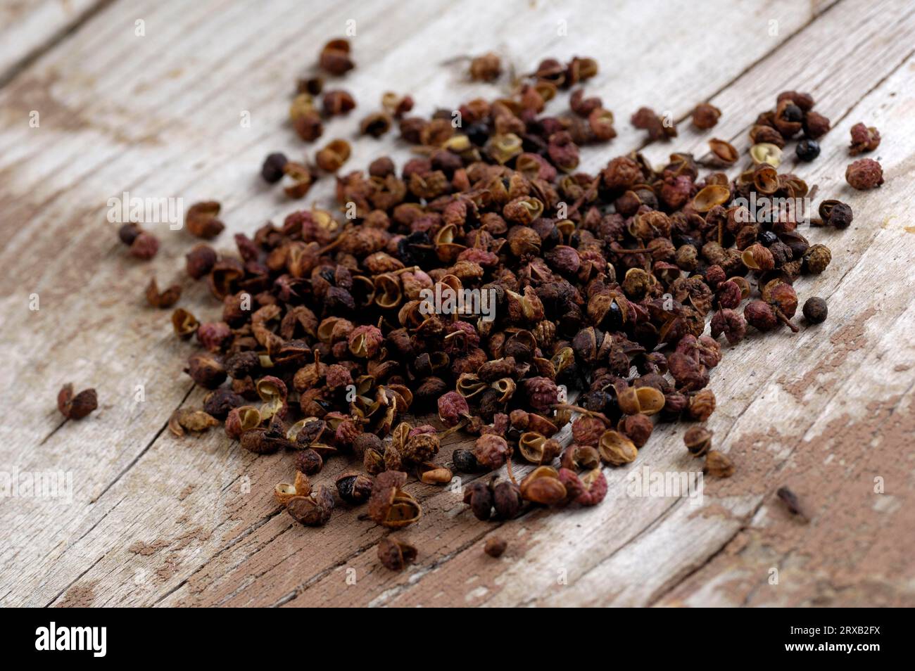 Szechuan pepper, Fagara, Zanthoxylum piperitum (Zanthoxylum piperitum), flowering pepper, aniseed pepper Stock Photo