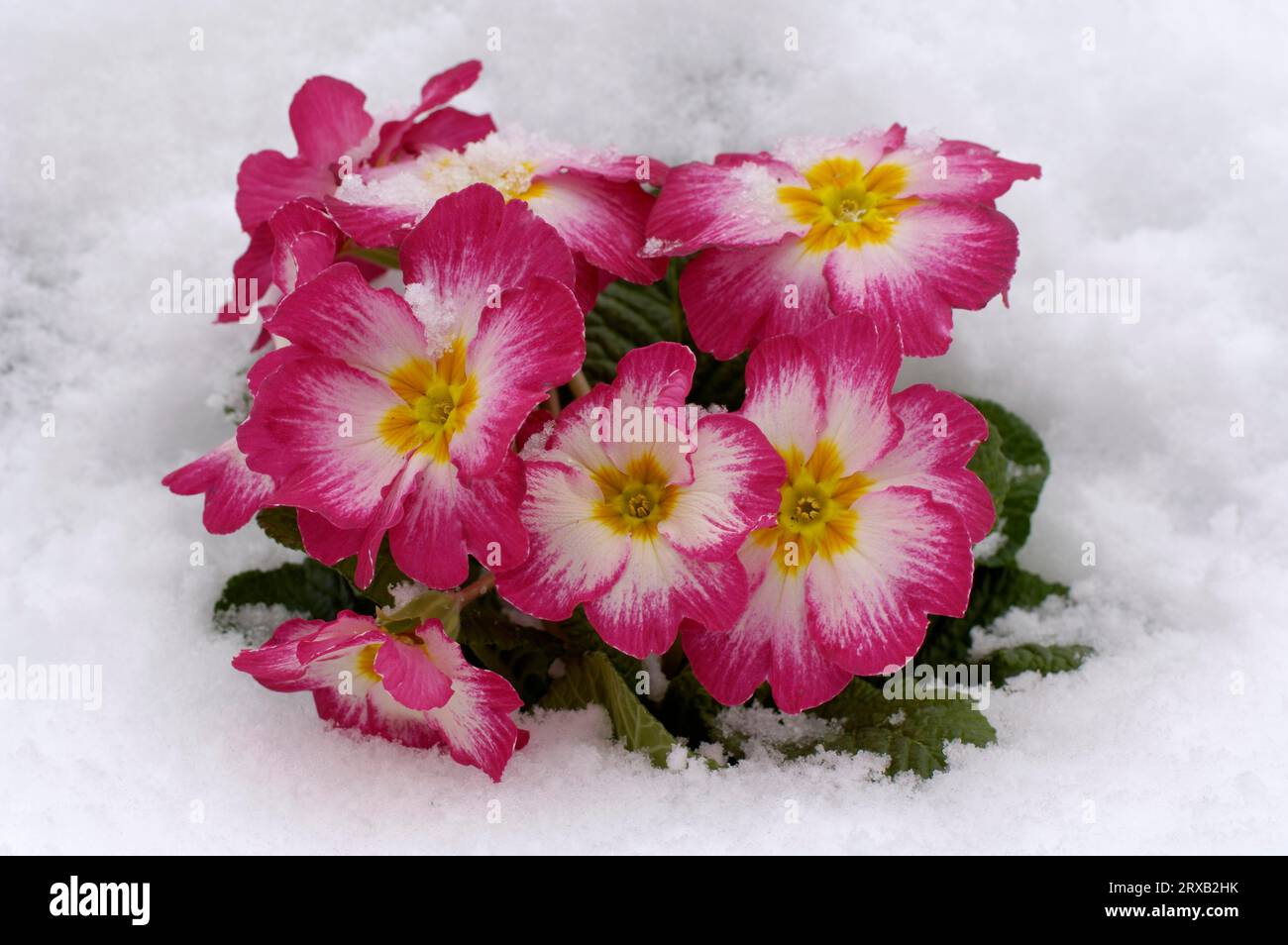 Primrose (Primula vulgaris) in the snow, primrose, cushion primrose Stock Photo