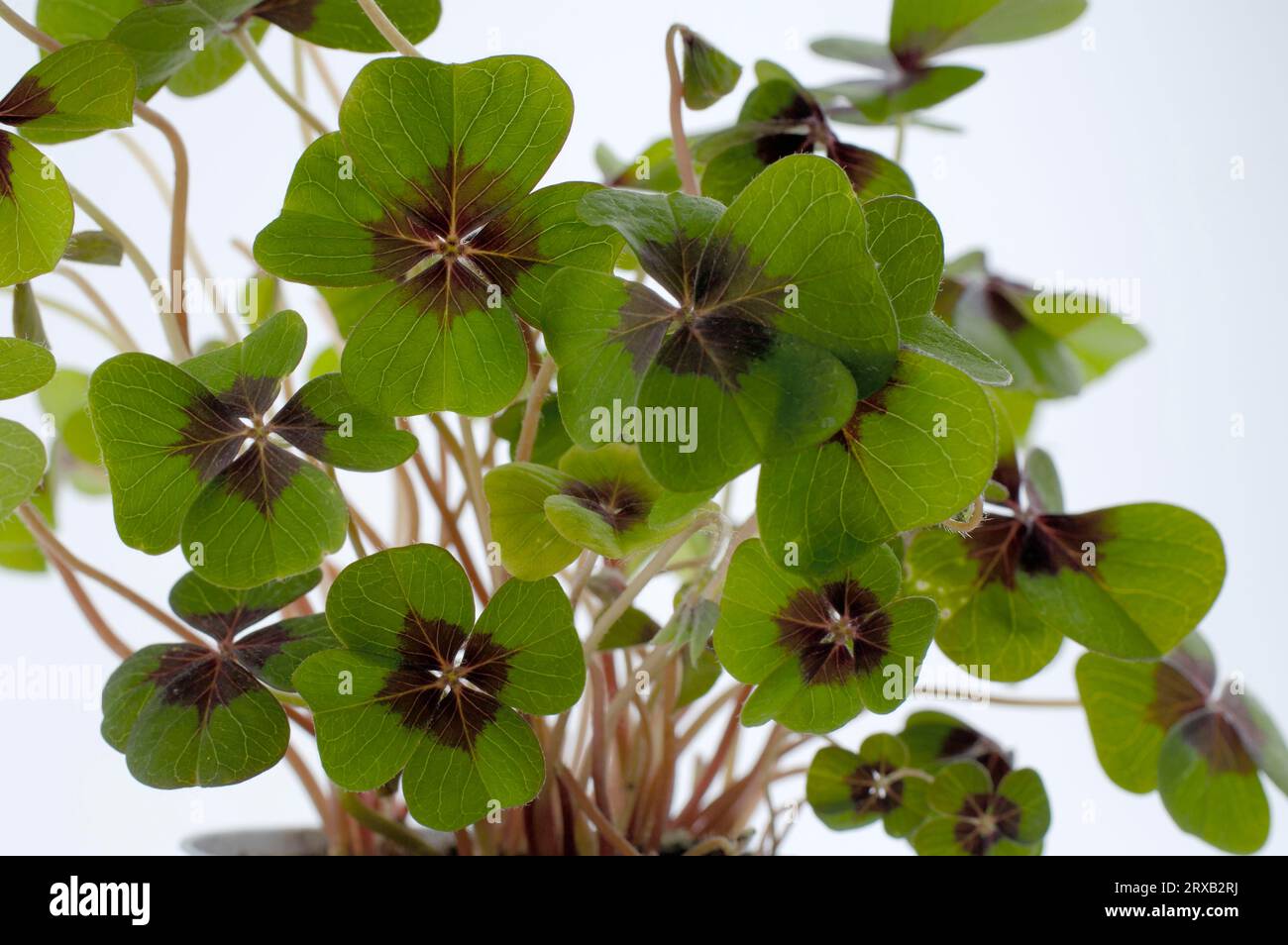 Four-leaved clover (Oxalis deppei), lucky clover, four-leaved shamrock Stock Photo