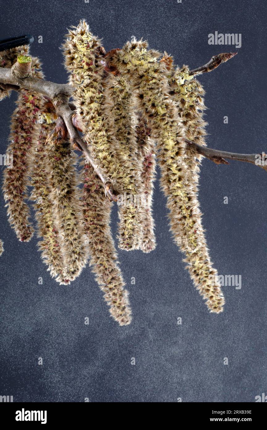 Common aspen (Populus tremula) (pollen) catkins set free, flight, hay fever Stock Photo