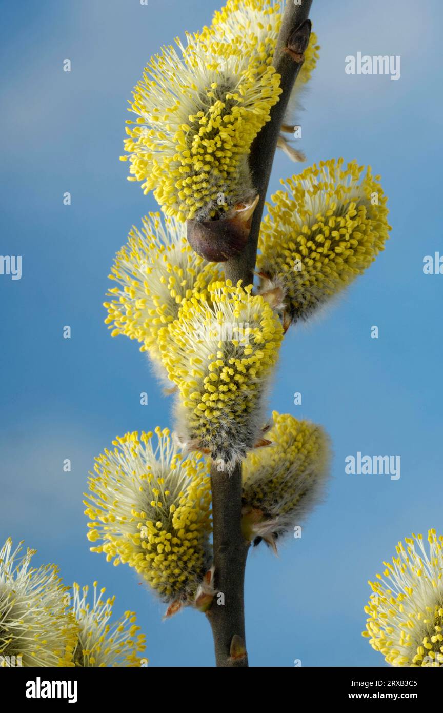 Sal willow, male willow catkins, Sal willow (Salix caprea), willow catkins Stock Photo