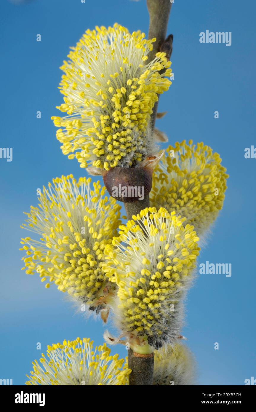Sal willow, male willow catkins, Sal willow (Salix caprea), willow catkins Stock Photo
