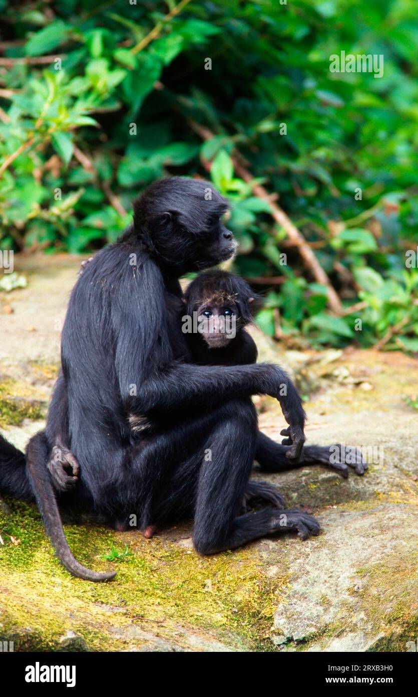 Red faced spider monkeys hi-res stock photography and images - Alamy