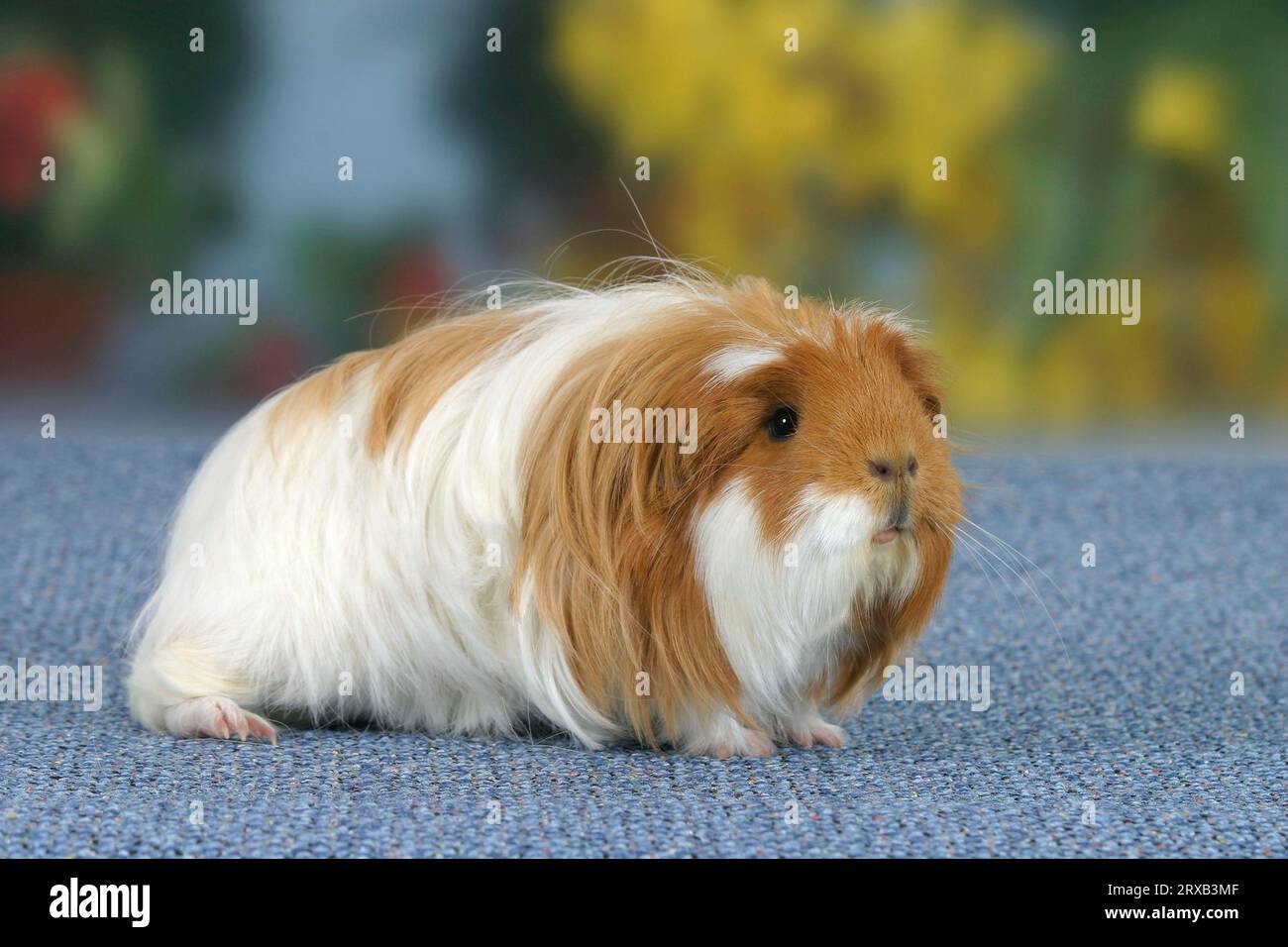 guinea pig, red and white Stock Photo Alamy