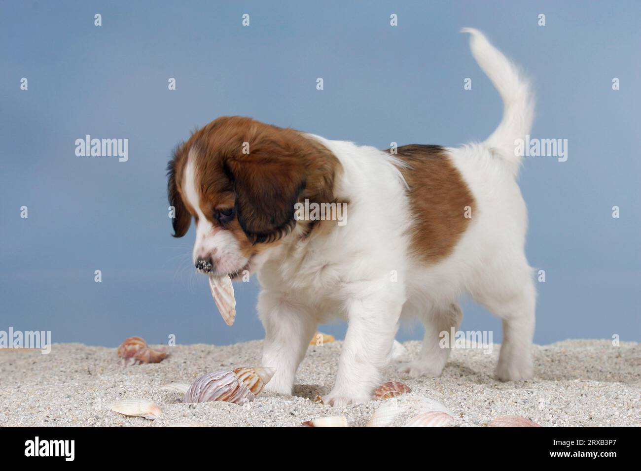 Kooikerhondje, puppy, 6 weeks, playing with clam shell Stock Photo