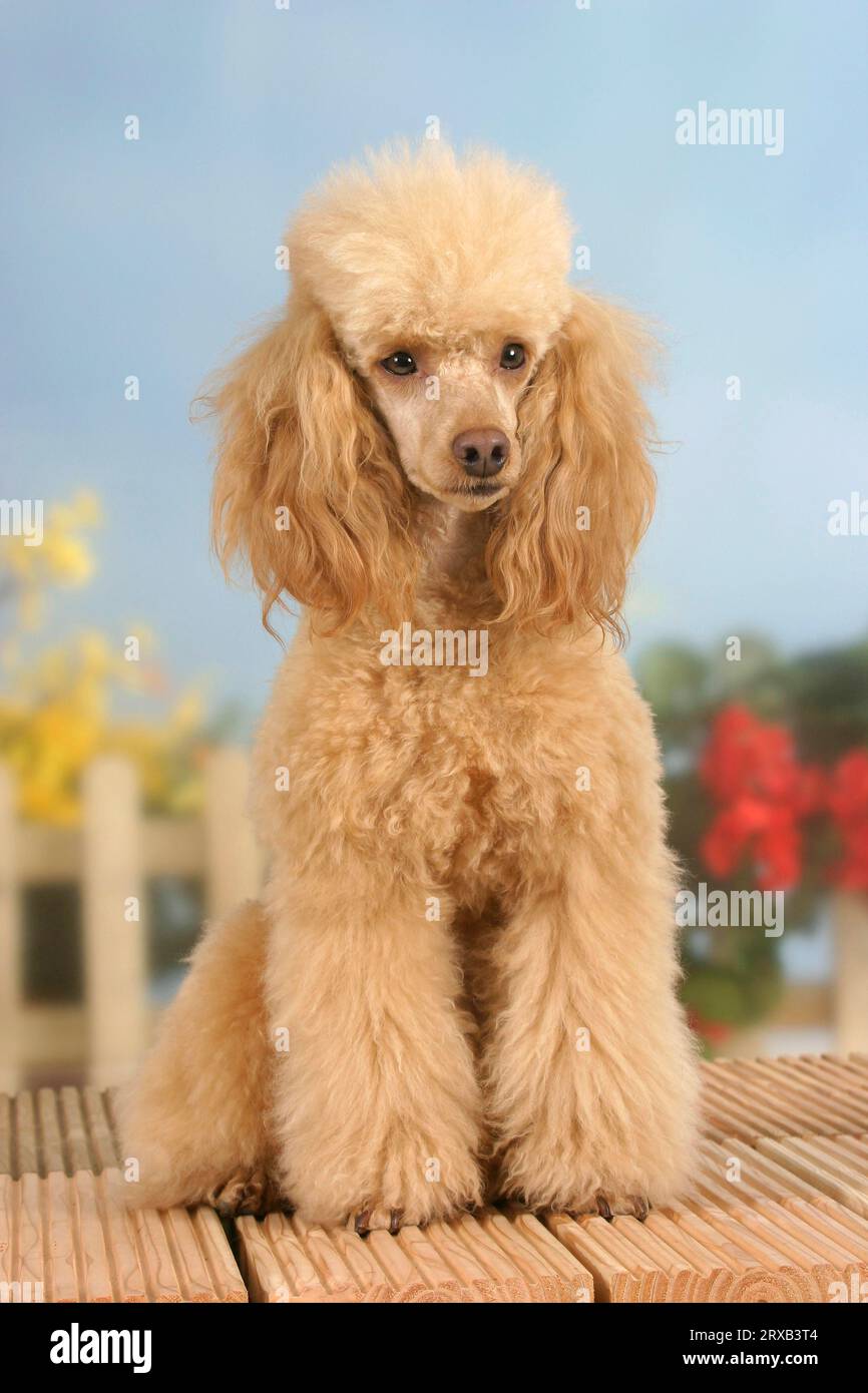 Dwarf poodle, apricot Stock Photo - Alamy