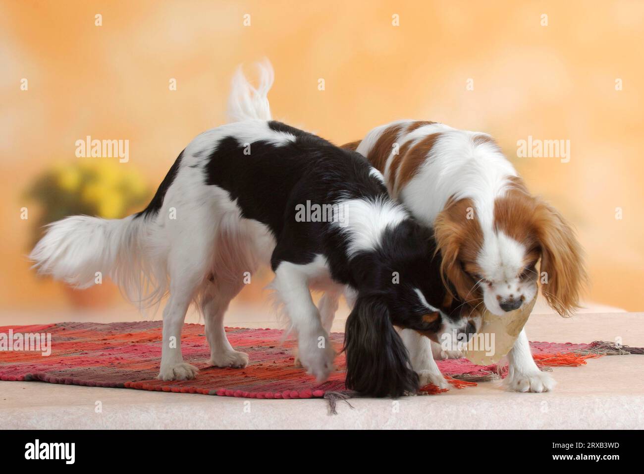 Couple fighting over dog hi-res stock photography and images - Alamy