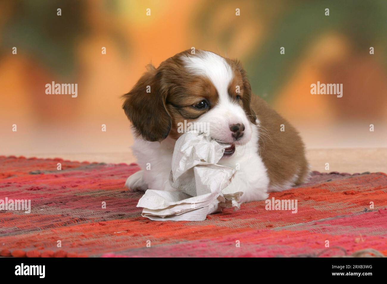 Kooikerhondje, puppy, 6 weeks, chews on paper Stock Photo