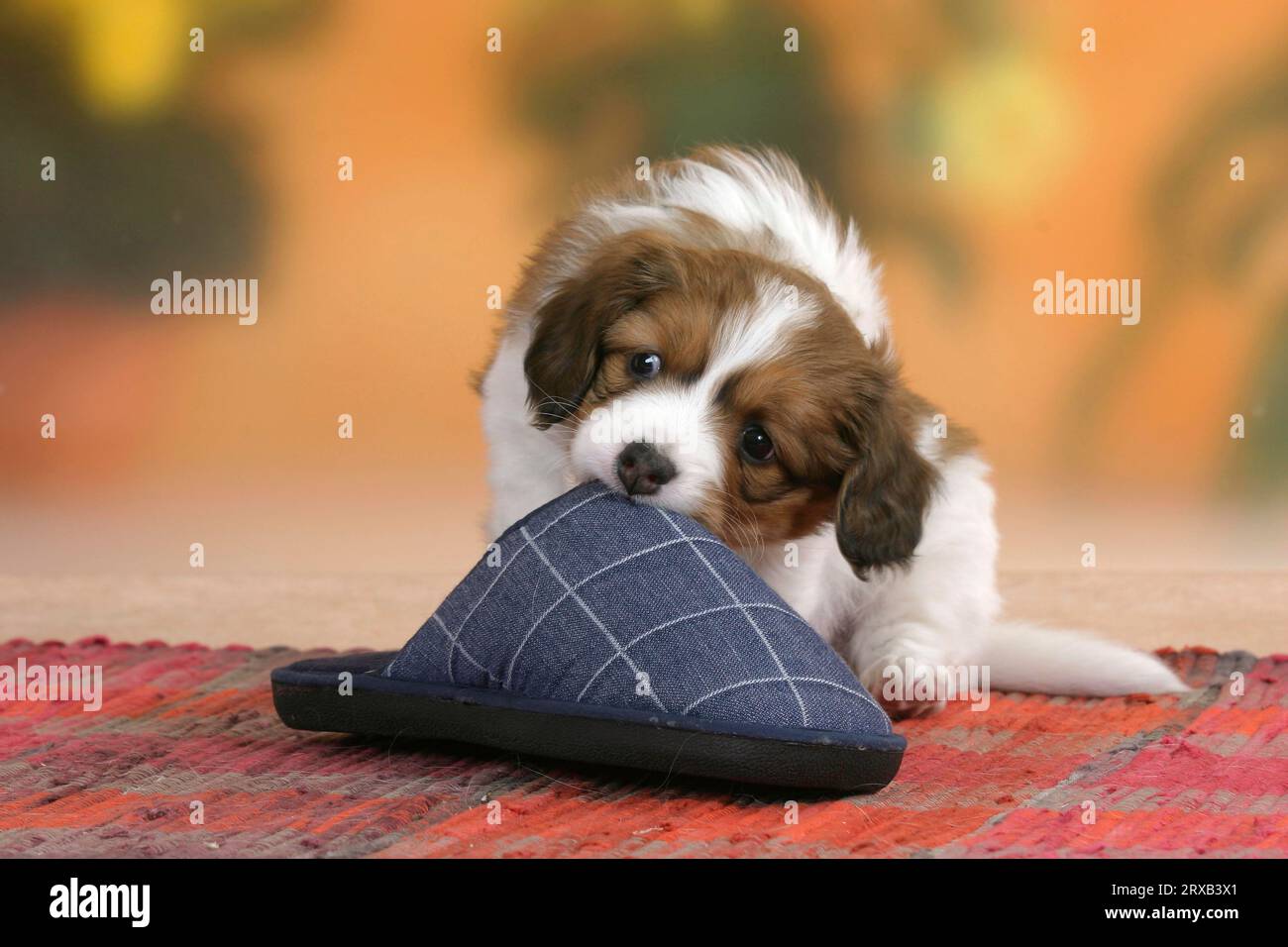 Kooikerhondje, puppy, 6 weeks, gnaws on slipper Stock Photo