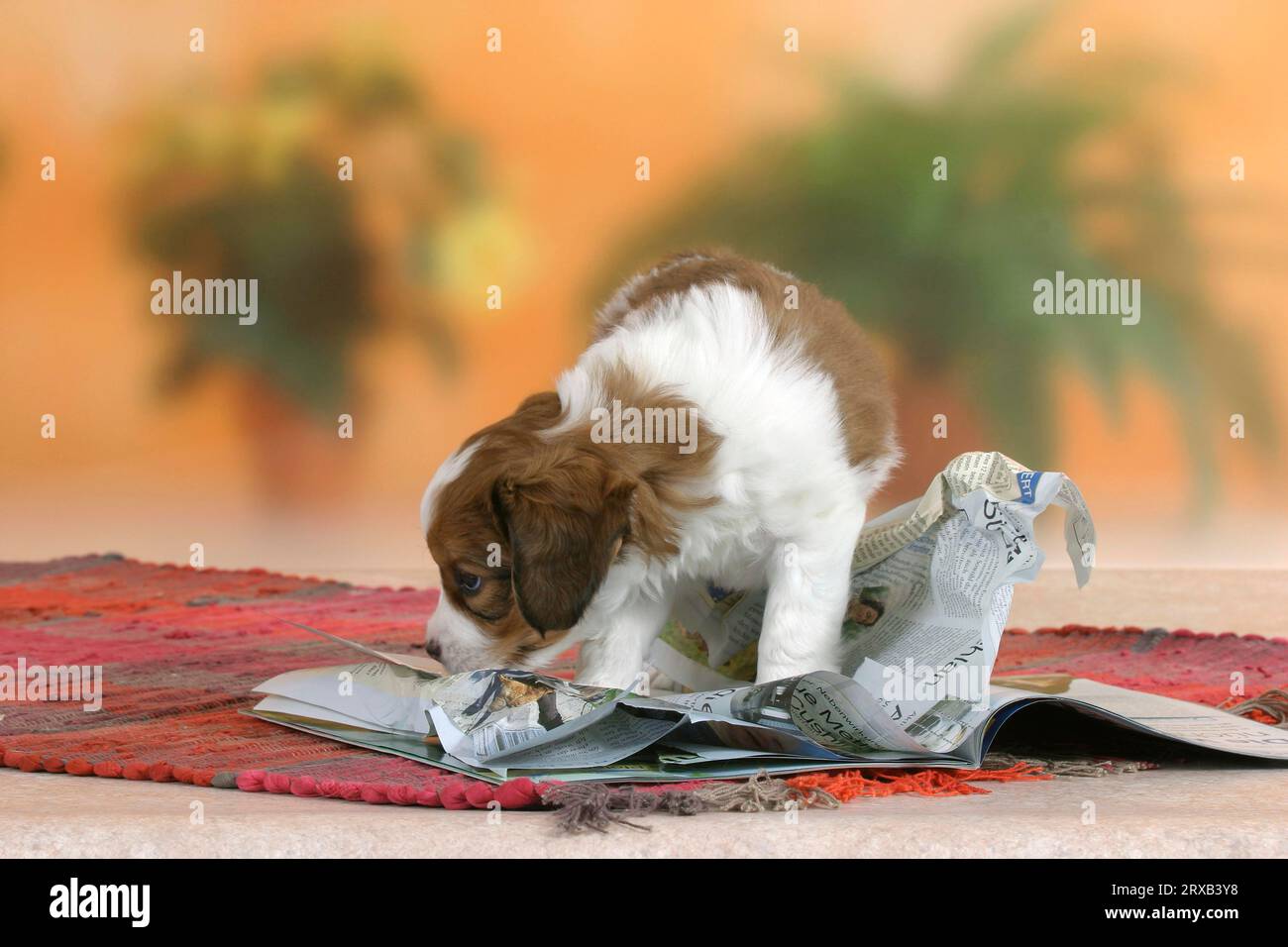 Kooikerhondje, puppy, 6 weeks, tears newspaper, magazine Stock Photo