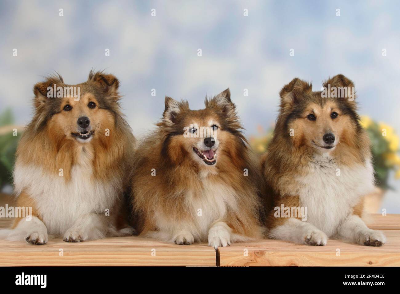 Shelties, Shetland Sheepdog Stock Photo